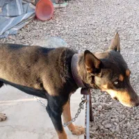 سگ دوبرمن|سگ|شیراز, سعدیه شمالی|دیوار