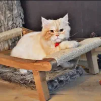 اسکرچر و بازی گربه|لوازم جانبی حیوانات|اندیشه, شهرک المهدی|دیوار