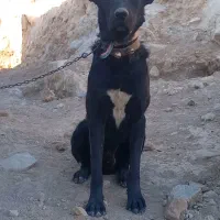 واگذاری دوقلاده سگ