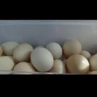 تخم مرغ محلی|خوردنی و آشامیدنی|زنجان, |دیوار