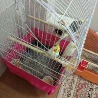 عروس هلندی لوتینوفکر کنم همشون نر