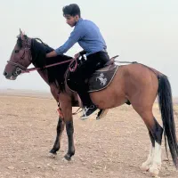اسب