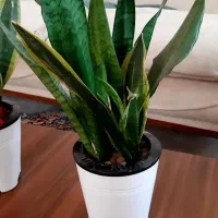 سانسوریا ابلق و سبز هیدروپونیک