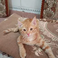 واگذاری