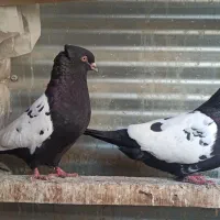 کبوتر سینه سیاه دمبی زاغ سرخ دورگ پلاکی
