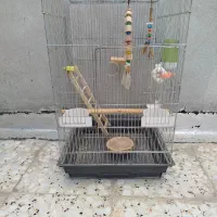 قفس عروس هلندی