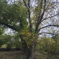 فروش باغ فندوق رودباربه کلیشم روستای جلیسه