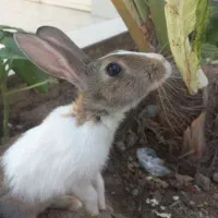 خرگوش نر
