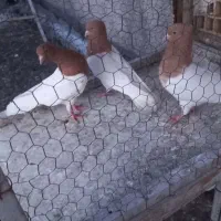 کله زرد کاکلی