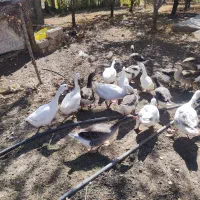 فروش|حیوانات مزرعه|هشترود, |دیوار