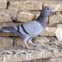 جوجه‌پلاکی‌ یکپر‌وهیچ‌پر‌|پرنده|سوسنگرد, |دیوار