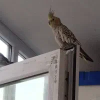 عروس هلندی|پرنده|ماهدشت, |دیوار