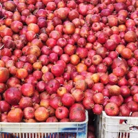 انار ساوه|خوردنی و آشامیدنی|تاکستان, |دیوار