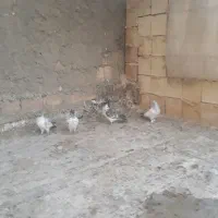 کبوتر کاشونی|پرنده|اصفهان, ارغوانیه|دیوار