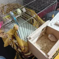 دو جفت مرغ عشق با یه جوجه قیمت ۱/۳۰۰|پرنده|دماوند, گیلاوند|دیوار