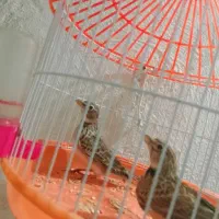 پرنده فروشی|پرنده|کاخک, |دیوار