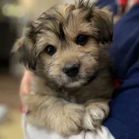 فروش سگ شیتزو نر قهوای خیلی زیبا