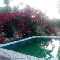 سوعیت-باغی