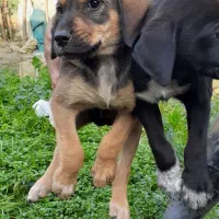 واگذاری توله ژرمن