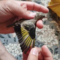 جوجه سهره آگهی رو خوب بخون