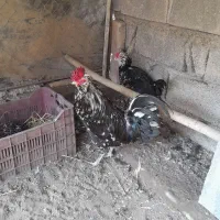 فروش جوجه گلین و خروس مولد