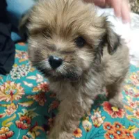 سگ پامرمیکس