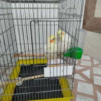 یک جفت عروس هلندی مولد