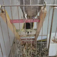 عروس هلندی|پرنده|ماکو, |دیوار