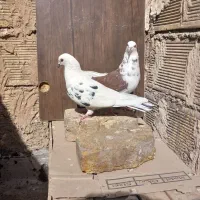 کبوتر ساعت سنگین به ضمانت .|پرنده|اصفهان, حصه جنوبی|دیوار