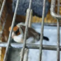 سهره،سگ،دورگه|حیوانات|سنندج, |دیوار