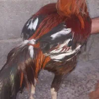 خروس