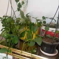 گل ها ی پتوس شاد و سرحال 2متری