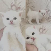 بریتیش سفید خوشگل