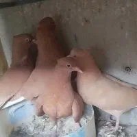 زرد  تخت  دم سفید معاوضه