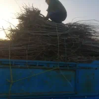 انواع  نهال میوه