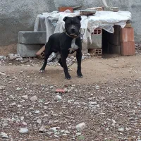 پیتبول|سگ|فاروج, |دیوار