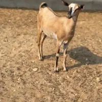 عمانی|حیوانات مزرعه|بوکان, |دیوار