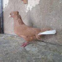 کبوتر زرد دمسفید