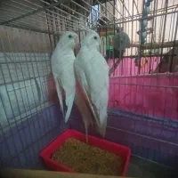 عروس هلندی آلبینو مولد