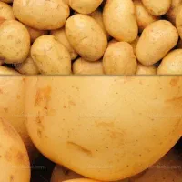 فروش سیب زمینی