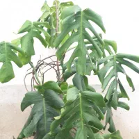 برگ انجیری و سیکاس|گل و گیاه طبیعی|رشت, حافظ آباد|دیوار