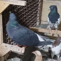 کفتر پرشی قلدر همه مدل