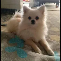 پامر روباهی