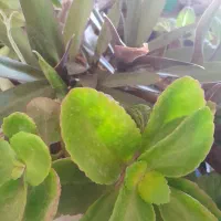 گل های زیبا|گل و گیاه طبیعی|اسفراین, |دیوار