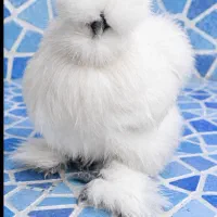 جوجه ابریشمی