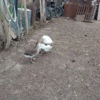 دو غاز نر و یک ماده