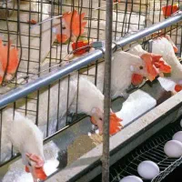 پخش تخم مرغ زارعی