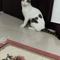 واگذاری گربه