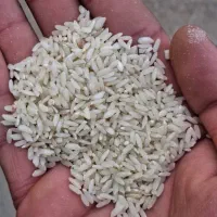 برنج میداوود|خوردنی و آشامیدنی|ایذه, |دیوار