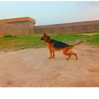 ژرمن ماده